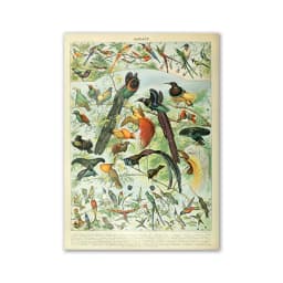 Vintage Palaeobios Botanical Retro Poster Insect Butterfly Mushrooms Canvas Oil Painting Wall Art Prints Wall Picture Home Decor