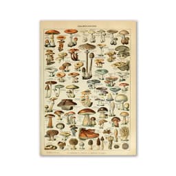 Vintage Palaeobios Botanical Retro Poster Insect Butterfly Mushrooms Canvas Oil Painting Wall Art Prints Wall Picture Home Decor