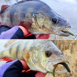 TSURINOYA Fishing Lure Grub 63mm 0.7g 40pcs Light Game Ajing Artificial Soft Bait BOUNDEN Bass Add Shrimp Salt Silicone Swimbait