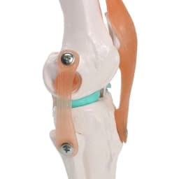 1:1 Lifesize Human Knee Joint Anatomy Model Medical Science Teaching Resources Dropshipping