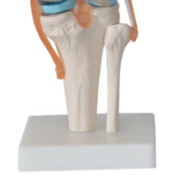 1:1 Lifesize Human Knee Joint Anatomy Model Medical Science Teaching Resources Dropshipping