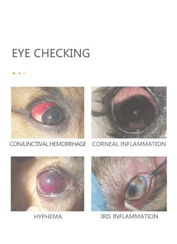 Pet Vet Veterinary Dog Cat Horse Eye Check Cataract Cornea Eyelid Sclera Iris Slitlamp Portable Handheld Slit Lamp Magnifier
