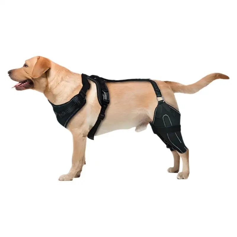 Knee Brace For Dogs Back Leg Adjustable Dogs Rear Leg Wrap Dogs Back Leg Wrap Canine Care CCL Support Brace For Medium And Large