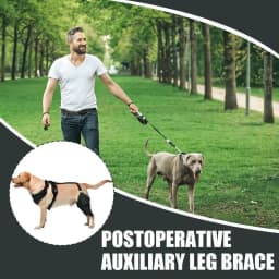 Knee Brace For Dogs Back Leg Adjustable Dogs Rear Leg Wrap Dogs Back Leg Wrap Canine Care CCL Support Brace For Medium And Large