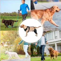 Knee Brace For Dogs Back Leg Adjustable Dogs Rear Leg Wrap Dogs Back Leg Wrap Canine Care CCL Support Brace For Medium And Large