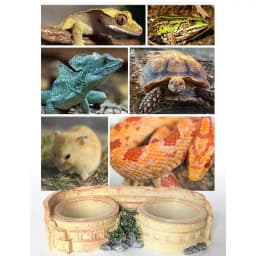 Reptile Feeding Double Bowl Resin Water Dish For Gecko Reptile Feeding Station For Lizards Chameleons Tree Frogs And Small Pets