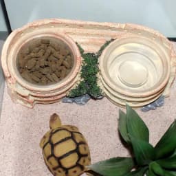 Reptile Feeding Double Bowl Resin Water Dish For Gecko Reptile Feeding Station For Lizards Chameleons Tree Frogs And Small Pets
