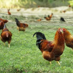 Wire Mesh Roll,PVC Coated Galvanized Hexagonal Chicken Wire Garden Netting for Vegetables Protection, 25mm Hole, Easy to Cut