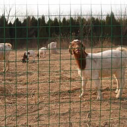 DayPlus PVC Wire Mesh, Galvanized Steel Green Coating Metal Wire Mesh for Chicken Coop Barrier Poultry Enclosures Garden Fence