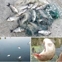 Nylon Strip Fishing Net Monofilament Gill Network Three Layers Crucian Carp Fish Trap Cage Network Fishing Tackle