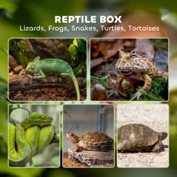 PawHut Glass Reptile Terrarium, 12L Vivarium for Lizards, Frogs, Snakes, Turtles, Tortoises, with Ventilation