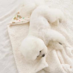 Pet Blanket For Cats Bear Pattern Soft Kitten Blanket Cat Cloak Blanket Puppy Blanket Dog Blanket Pet Blanket For Bed Couch Car