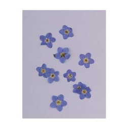 10 Pieces Natural Forget-me-not Flowers Pressed Dried Flowers for Art Craft lowers Embellishments for Art Craft Jewelry Making