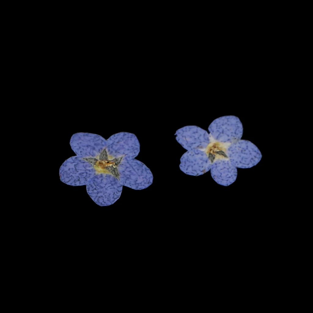 10 Pieces Natural Forget-me-not Flowers Pressed Dried Flowers for Art Craft lowers Embellishments for Art Craft Jewelry Making