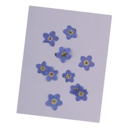 10 Pieces Natural Forget-me-not Flowers Pressed Dried Flowers for Art Craft lowers Embellishments for Art Craft Jewelry Making