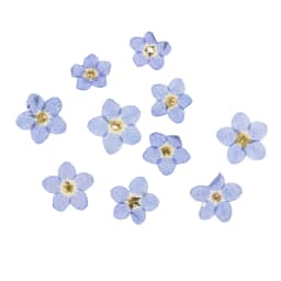 10 Pieces Natural Forget-me-not Flowers Pressed Dried Flowers for Art Craft lowers Embellishments for Art Craft Jewelry Making