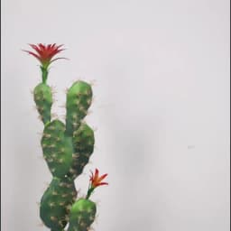 70CM Artificial Plants Cactus Flowering Succulents Fake Tropical Green Aloe Vera Indoor Home Living Room House Decor Accessori