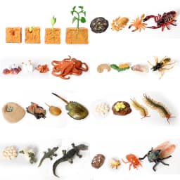 Simulation Green Bean, Cicada, Octopus, Centipede, Horseshoe Crab, Crocodile, Scorpion, Wasp Growth Cycle Model Figures Educatio