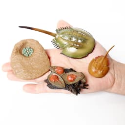 Simulation Green Bean, Cicada, Octopus, Centipede, Horseshoe Crab, Crocodile, Scorpion, Wasp Growth Cycle Model Figures Educatio