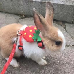 Cartoon Rabbit Harness and Leash Set Walking Adjustable Pet Harnesses for Small Animals Bunny Guinea Pig Mascotas Accessories