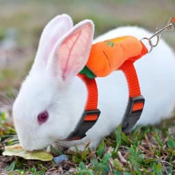 Cartoon Rabbit Harness and Leash Set Walking Adjustable Pet Harnesses for Small Animals Bunny Guinea Pig Mascotas Accessories
