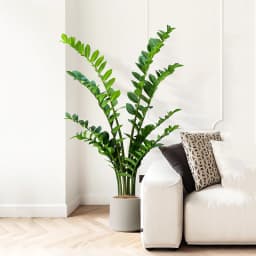 40-70cm Fake Ficus Tree Artificial Money Leaf Plants Plastic Banyan Leaves Real Touch Zamioculcas Plants For Home Shop Decor