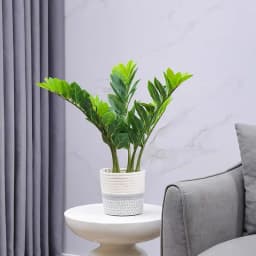 40-70cm Fake Ficus Tree Artificial Money Leaf Plants Plastic Banyan Leaves Real Touch Zamioculcas Plants For Home Shop Decor