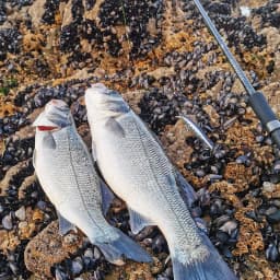 TSURINOYA Hot Sale Floating Minnow Fishing Lure STINGER 120F 120mm 19g Ultra-long Casting Saltwater Hard Baits
