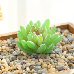 DIY Artificial Succulent Flocked Plant Fake Cactus Home Gardens Bedroom Office Outside Decor Fake Plant Desktop Small Bonsai New