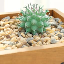 DIY Artificial Succulent Flocked Plant Fake Cactus Home Gardens Bedroom Office Outside Decor Fake Plant Desktop Small Bonsai New