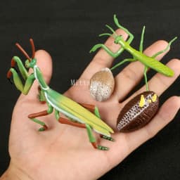 Montessori Wooden Lifelike Insect Animal Life Cycle Board Teaching Plant Animals Growth Cycle Model Set Preschool Cognitive Toy
