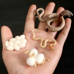 Montessori Wooden Lifelike Insect Animal Life Cycle Board Teaching Plant Animals Growth Cycle Model Set Preschool Cognitive Toy