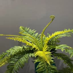 Artificial Shrubs Fake Boston Fern Plants Natural Fern Bushes UV Resistant Greenery Bunches Faux Plants Shrubs for Outdoor Decor