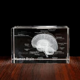 3D Human Anatomical Model Crystal Laser Brain Sculpture Cube Paperweight Figurines Thinking Medical Science Gift