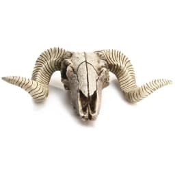 Resin Skeleton Ram Sheep Head Skull Head Wall Hanging 3D Animal Longhorn Sculpture Figurines Crafts Horns Home Decor Ornaments