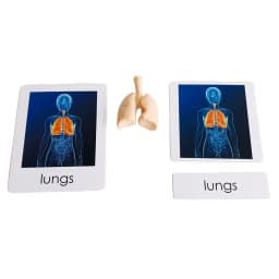 Montessori Language Materials Human Organ Models W/ Cards Biology Learning Resources Early Educational Equipment Teaching Aids
