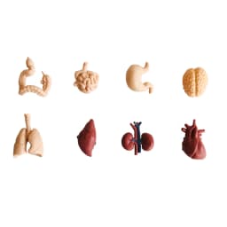 Montessori Language Materials Human Organ Models W/ Cards Biology Learning Resources Early Educational Equipment Teaching Aids