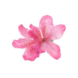 Bohemia Flower Hair Clips Hawaiian Tropical Beach Canna Barrette Women Girls Brides Weddings Hairpins Headwear Hair Accessories