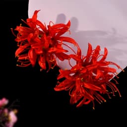 Red Magic-Lily Hairpin Silk Flower Tassel Hair Accessories for Women Birthday Party Stage Show Elegant Headwear