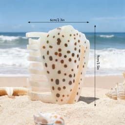 1 piece personalised Hebrew Cone Shell and a Textile Cone shell hair claw for Hawaii sumer holiday