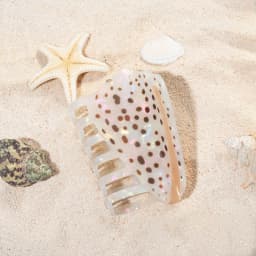 1 piece personalised Hebrew Cone Shell and a Textile Cone shell hair claw for Hawaii sumer holiday