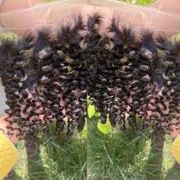 Phashion Real HD Full Long 13x6 13X4 Lace Frontal Only Burmese Curly Curl Wave Pre Plucked Swiss Closure Human Hair For Women