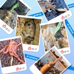 LETOYO luminous 3 colors squid bait squid jig eging Artificial bait Webfoot octopus egi lure cuttlefish fishing lures squid hook