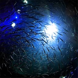 Mini Fishing Attraction Lamp Glowing Lure LED Flashing Fishing Light Squid Bait Fishing Tools
