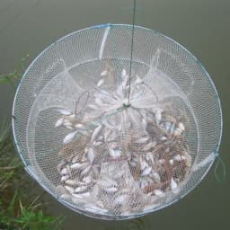 1pcs Foldable Fishing Shrimp Fish Crab Bait Net Trap 4 Holes Crayfish Lobster Fishnet Cast Dip Cage 33*12cm
