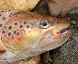 8/12pcs Bead Head Glo Bug Salmon Egg Fly Salmon Fish Roe Wet Flies Fast Sinking Trout Steelhead Fishing Artificial Bait Lure