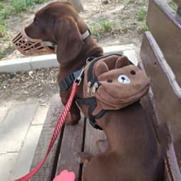 Cute Nylon Pet Backpack for Small Medium Dogs Convenient Portable Large-capacity Dog Snack Bag Dog Backpack