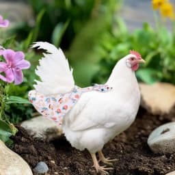 1/2Pcs Cute Cartoon Fashion Chicken Duck Vest Diaper Hen Belt Pet Traction Rope Set Comfortable Leads Pet Poultry Supplies