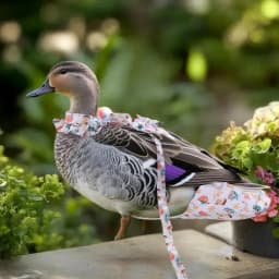 1/2Pcs Cute Cartoon Fashion Chicken Duck Vest Diaper Hen Belt Pet Traction Rope Set Comfortable Leads Pet Poultry Supplies