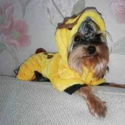 Autumn Winter Pet Cat Dog Clothes Fleece Cute Puppy Jumpsuit Costume for Small Dogs Chihuahua Pomeranian Kitten Pajamas Cachorro